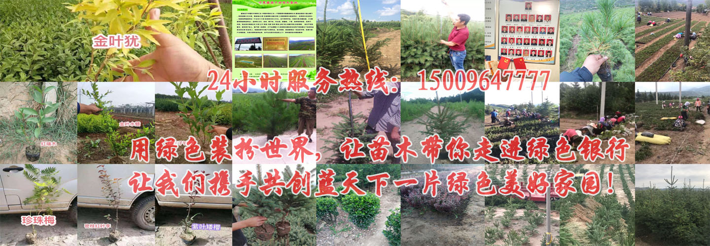 星空体彩官方平台